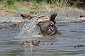 Hippoptame in the river Kirawira the PN Serengeti