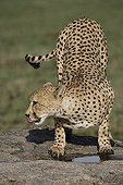 Cheetah drinking on a kopje in southern Serengeti