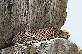 Cheetah lying on a kopje the southern Serengeti