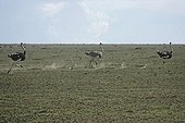 Ostriches male and female fleeing the PN Serengeti