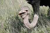 Ostrich male feeding the PN Serengeti
