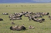 Vultures taking a sunbath the PN Serengeti