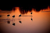 Flamingos walking in water at sunset