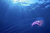 Mauve stinger jellyfish swimming