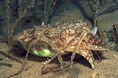 Cuttlefish in a seagrass