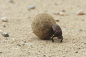 Dung beetle moving a ball of elephant excrement Africa