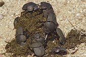 Dung Beetle group on elephant excrement South Africa
