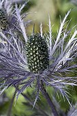 Sea holly at Alpin garden of Col du Lautaret