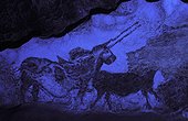 Lascaux II Cave - Hall of the bull