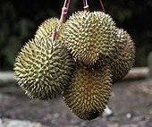 Durian, Civet fruit