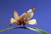 Malaysian orchid mantis