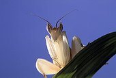 Malaysian orchid mantis