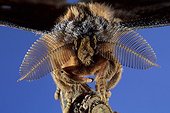 Antennas on top of Bombyx male Chinese oak [AT] ; Story : Alien's faces<br>Pheromone receptors