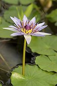 Flower and foliage of Blue water lily 