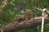 Pygmy Marmosets on a tree branch ; London zoological garden