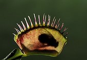 Carnivorous plant.