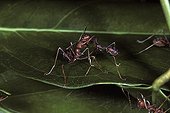 Weaving ants