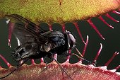 Carnivorous plant.