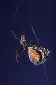 Golden orb-web spider