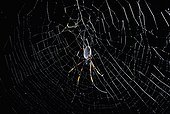 Golden orb-web spider
