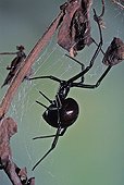American Black Widow Spider on its web USA