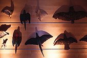 Taxidermy