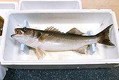 Taxidermy