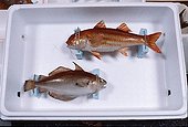 Taxidermy
