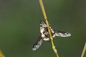 Major Bee Fly