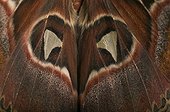 Atlas Moth