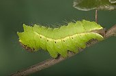 Chinese silkworm