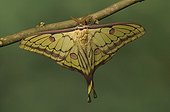 Spanish Moon Moth
