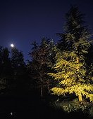Garden illuminated during night
