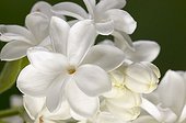 Common lilac