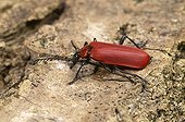Black-headed cardinal beetle