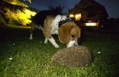 Hedgehog