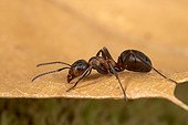 Reddish-brown European ant