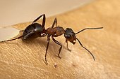 Reddish-brown European ant