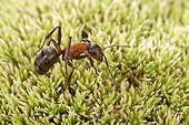 Reddish-brown European ant