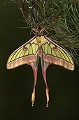 Spanish Moon Moth