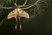 Spanish Moon Moth