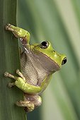Corsican Green tree frog