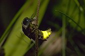 Glow worm