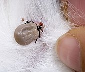 Tic on a animal coat