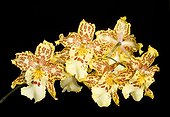Orchid