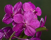 Orchid