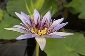 Flower and foliage of Blue water lily