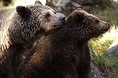 Moment de tendresse entre une femelle Ours brun et son petit ; Région centrale de Halsingland.