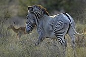 Zebra walking Kenya