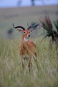 Male Kob in the tall grass Murchison NP